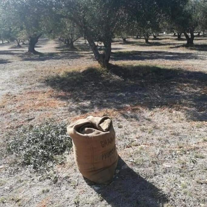 Olive Grove Cottage Skalani Knossós Kültér fotó