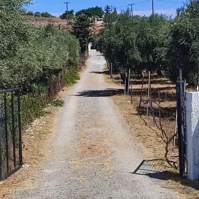 Olive Grove Cottage Skalani Knossós Kültér fotó