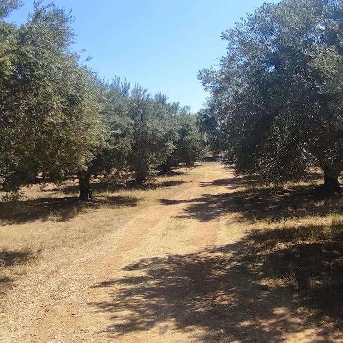 Olive Grove Cottage Skalani Knossós Kültér fotó