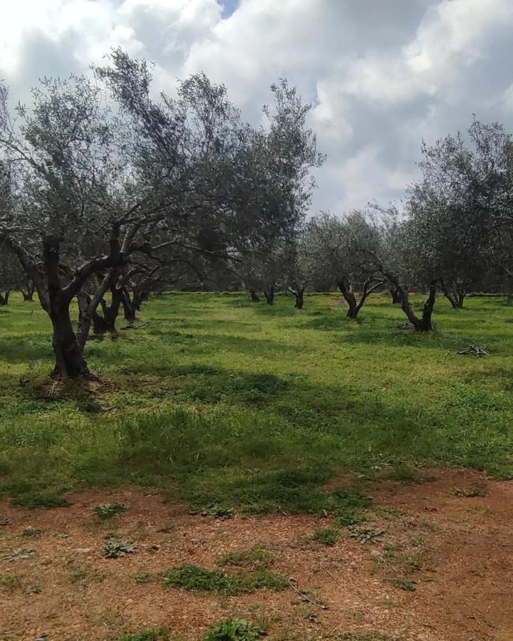 Olive Grove Cottage Skalani Knossós Kültér fotó