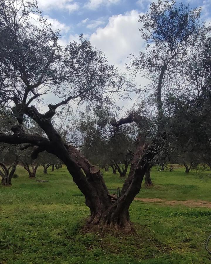 Olive Grove Cottage Skalani Knossós Kültér fotó